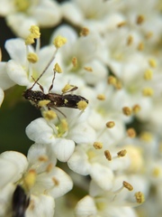 Molorchus bimaculatus