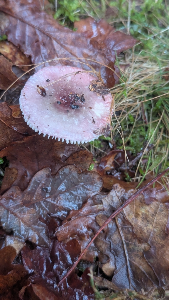Russula fragilis