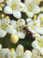 Molorchus bimaculatus