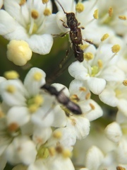 Molorchus bimaculatus