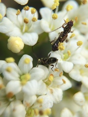 Molorchus bimaculatus