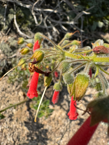 Sinningia aggregata