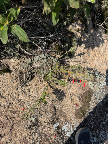 Sinningia aggregata