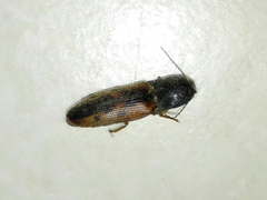 Conoderus scalaris