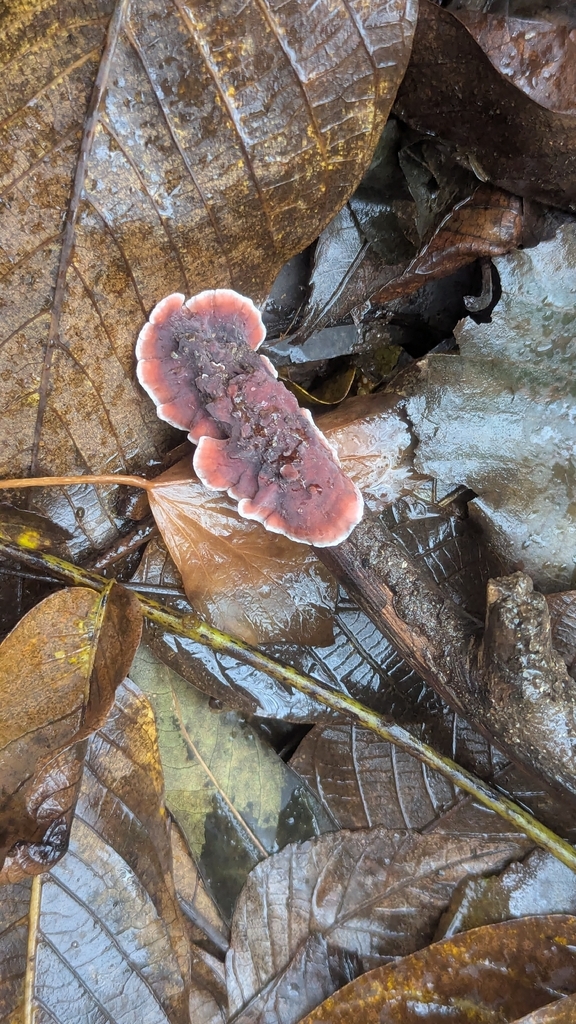 Stereum illudens · November 2025 · photo: © hosquillar (iNaturalist, cc-by)