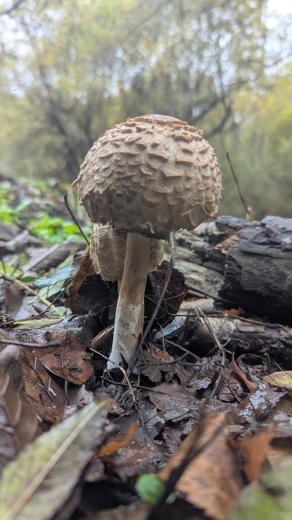 Chlorophyllum olivieri · November 2025 · photo: © hosquillar (iNaturalist, cc-by)