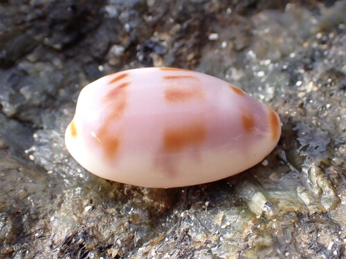 Cypraea interrupta observed 2025-07-14