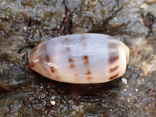 Cypraea interrupta observed 2025-07-14