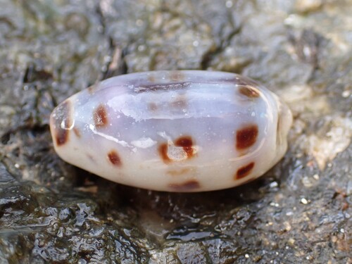 Cypraea interrupta observed 2025-07-14