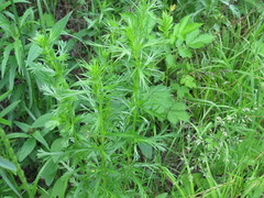 Artemisia manshurica