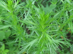 Artemisia manshurica