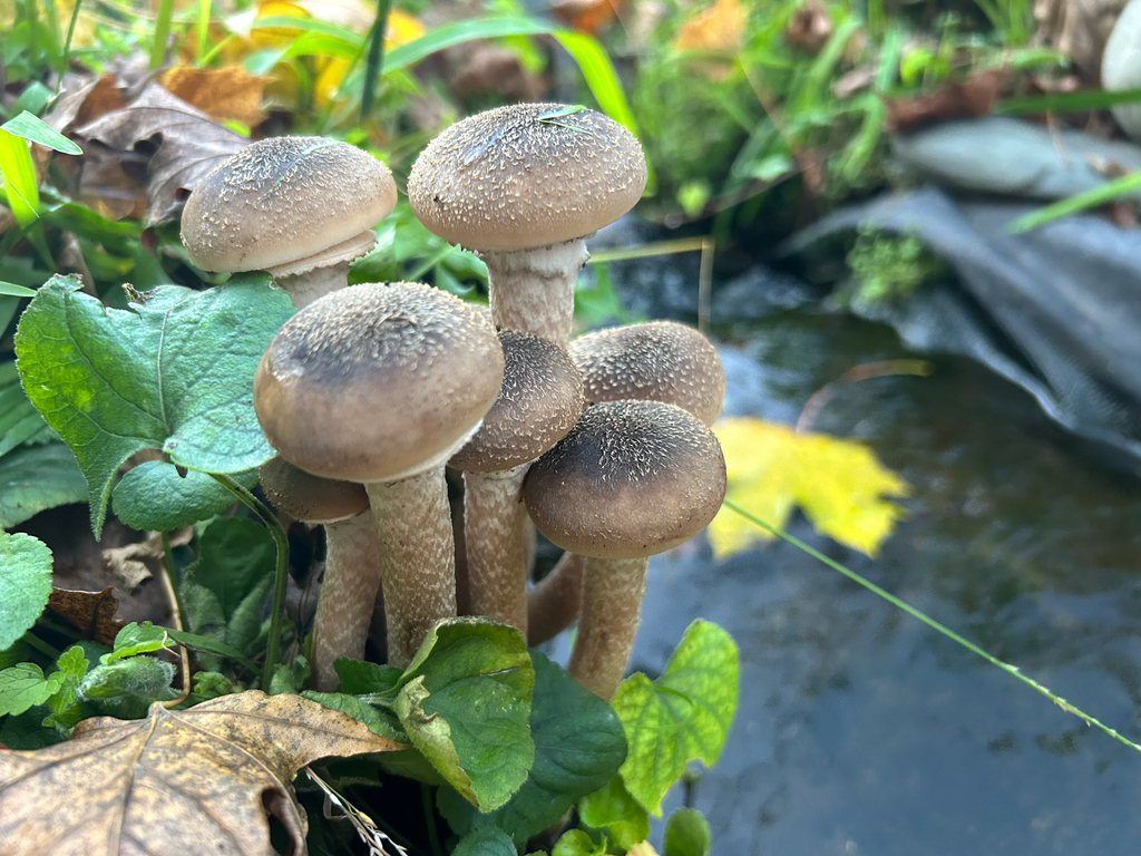 Armillaria mellea · November 2025 · photo: © nettiecat (iNaturalist, cc-by)