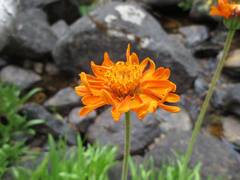 Raillardella pringlei