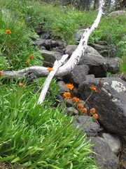 Raillardella pringlei