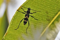 Chlorophorus curtisi