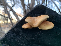 Gymnopilus