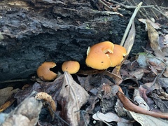 Gymnopilus