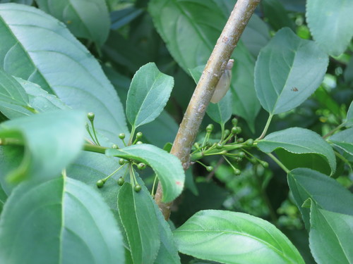 Ussuri buckthorn (Rhamnus ussuriensis)