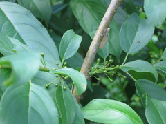 Rhamnus ussuriensis