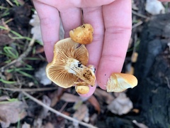 Gymnopilus