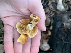 Gymnopilus