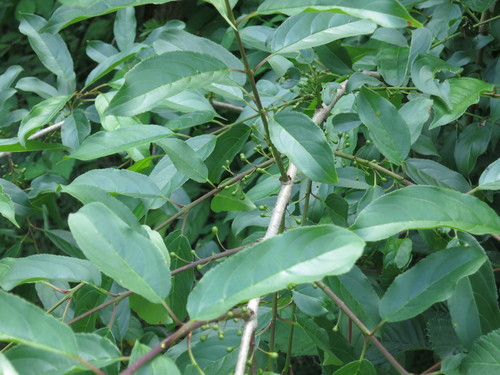 Image of Rhamnus ussuriensis by (c) Repina Tatyana, some rights reserved (CC BY)