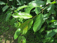 Rhamnus ussuriensis