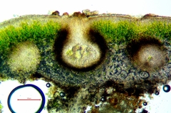 Endocarpon pallidulum