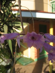 Broughtonia lindenii