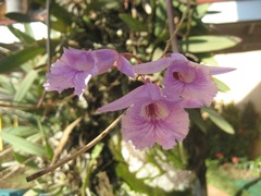 Broughtonia lindenii