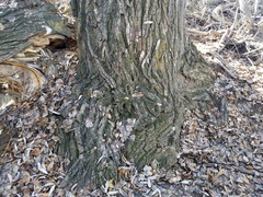 Endocarpon pallidulum