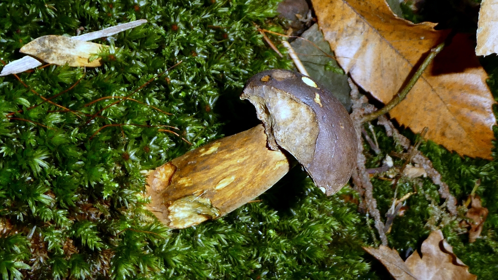 Imleria badia · November 2025 · photo: © patricklm35 (iNaturalist, cc0)