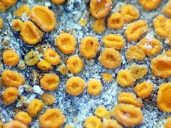 Polycauliona luteominia luteominia