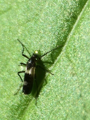 Chasmatonotus atripes