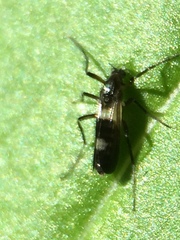 Chasmatonotus atripes