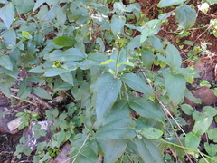 Lasianthaea macrocephala