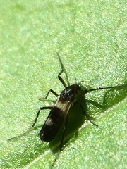 Chasmatonotus atripes