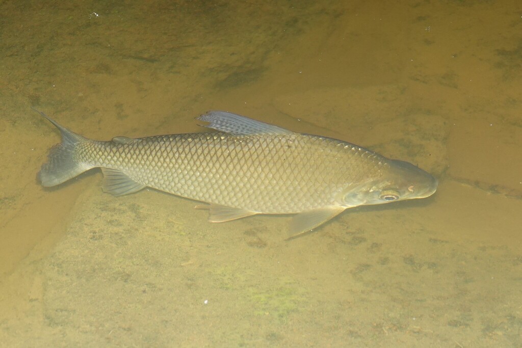 Redstripe flannelmouth characin (Prochilodus rubrotaeniatus) — Prochilodontidae