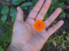 Lasianthaea macrocephala