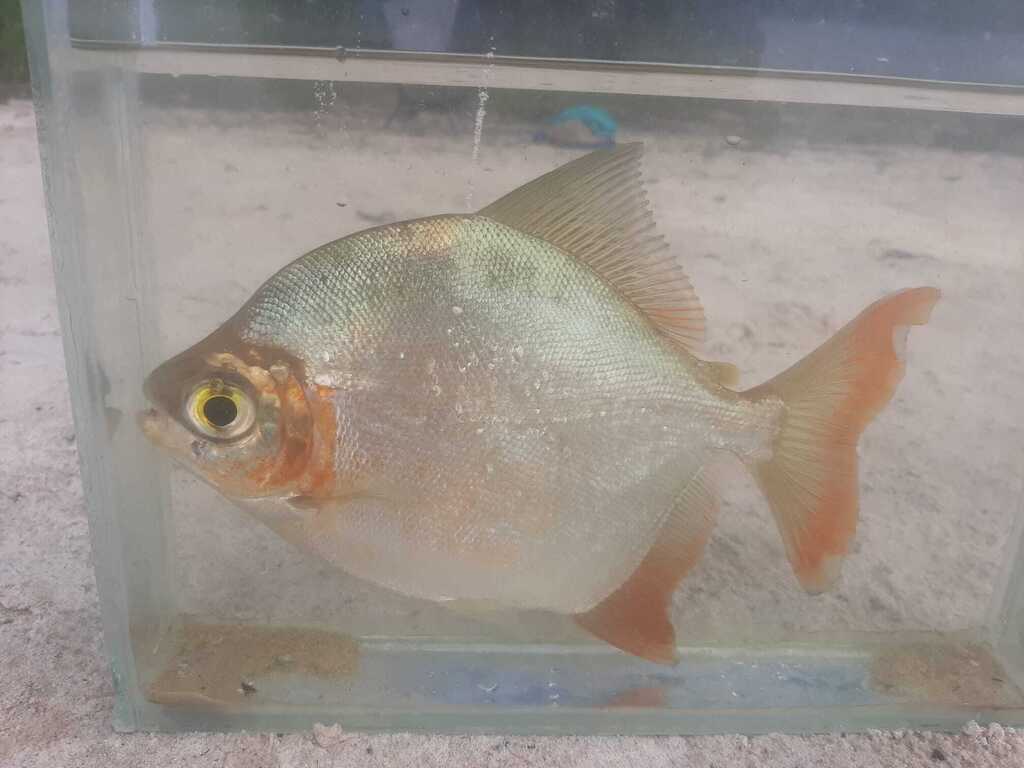 Cardinal Pacu