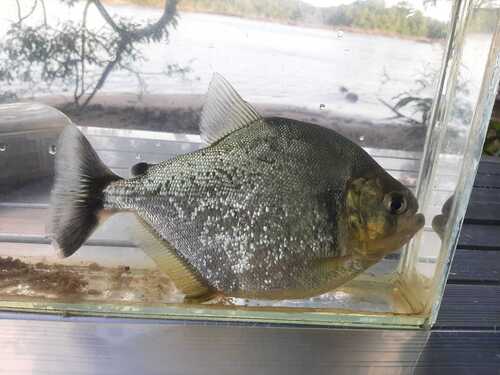 Eigenmann's piranha (Serrasalmus eigenmanni) — Serrasalmidae — 3
