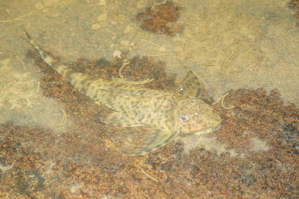 Fowler's whiptail catfish (Harttia fowleri) — Loricariidae