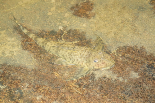 Fowler's whiptail catfish (Harttia fowleri) — Loricariidae