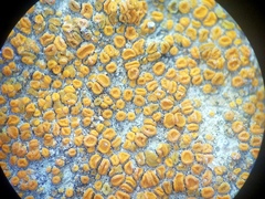 Polycauliona luteominia luteominia