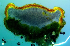 Polycauliona luteominia luteominia