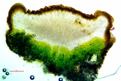 Polycauliona luteominia luteominia