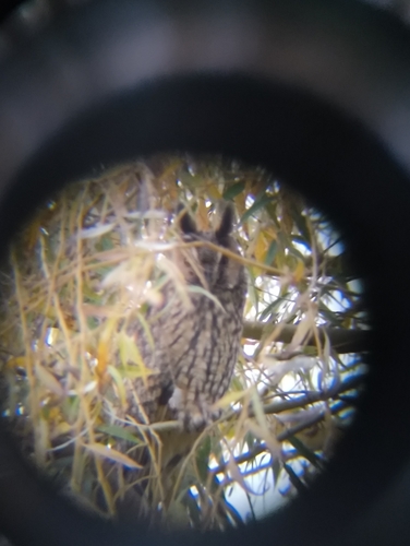 View observation of {o.common_name} on iNaturalist