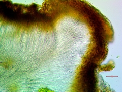 Polycauliona luteominia luteominia