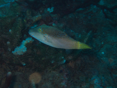 Canthigaster epilampra