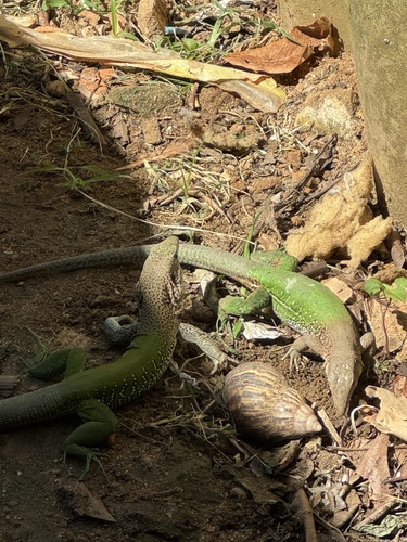 Giant Ameiva